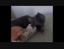 ホモと見る　お金に貪欲な猫