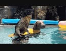 ホモと見る　猫は↑犬は↓