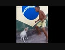 ホモと見る　少年と一緒に腰振りダンスする犬