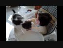 ホモと見る　人より猫のほうが優れていると小さいころから力で教え込む猫