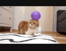 ホモと見る　風船に敵意の感知をする猫