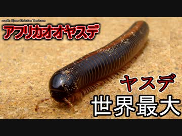 人気の ヤスデ 動画 29本 ニコニコ動画