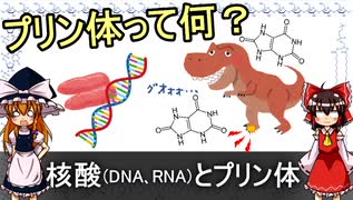 核酸(DNA、RNA)とプリン体【食品化学ゆっくり解説Part11】