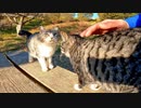 池の側にいた猫を見ていたらこっちに気付いてモフられにきた