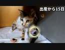 保護した野良猫から子猫が生まれて15日が経ちました