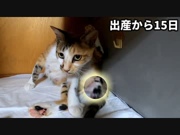 保護した野良猫から子猫が生まれて15日が経ちました