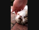 ひっくり返って甘えてくる猫#Shorts【野良猫】【感動猫】