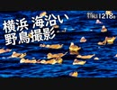 1218B【横浜の海沿いの野鳥撮影】オオセグロカモメ初遭遇。ホシハジロにカンムリカイツブリ。スズメと赤レンガ倉庫のクリスマス。デイゴとヒヨドリ、腹黒スズメ　#身近な生き物語　#ヒヨドリ  #スズメ
