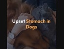 Upset Stomach in Dogs