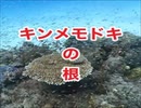 キンメモドキの群れ・座間味島・スキューバダイビング沖縄