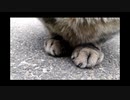 【忙しいこの時期に】「猫のお手々」をお貸しします