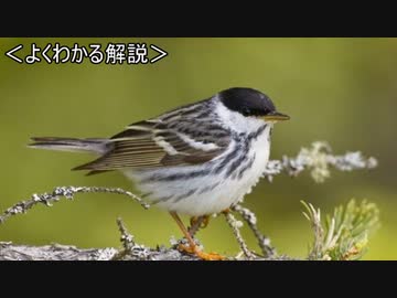 ゆっくり動物雑学「3日間飛び続ける…」