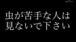 虫の味知りたいから食ってみた