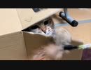 羽と箱と猫