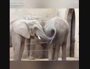 Elephant UTO