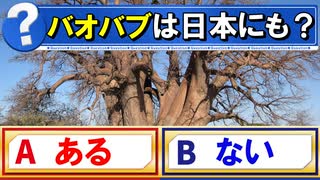 【ゆっくり解説】バオバブの木って知ってる？？