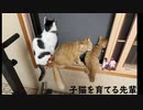 子猫を育てる先輩【Part10】