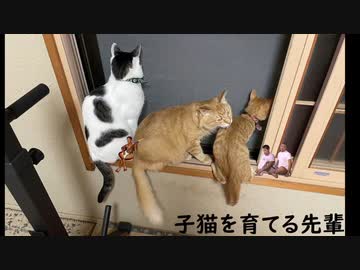 子猫を育てる先輩【Part10】