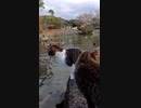 野良猫二段ジャンプ#Shorts【野良猫】【感動猫】