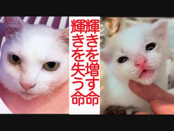 輝きを放つ命たち、輝きを失い行く命たち