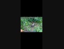 BTSは今も動物虐待しています！