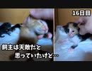 【速報】子猫が初めて自ら触らせてくれるようになりました