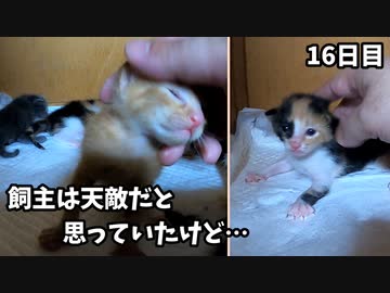 【速報】子猫が初めて自ら触らせてくれるようになりました