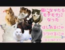【実況】猫になったらモテモテになった