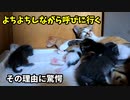 母乳を飲みなさいと妹を呼びに行く子猫「だけど自分が孤立してしまう」【生後十六日目-7】