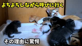 妹を呼びに行った自分が孤立してしまう兄子猫…まさかそんな事を考えていたとは【生後十六日目-7】