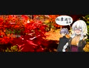 【VOICEROID車載】灯台娘ノ旅路録 ～大分散策編～ #2 紅葉巡り前半