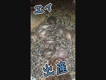 エイの出産