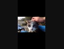 お気に入りのベンチで野良猫が・・・！？#Shorts【野良猫】【感動猫】