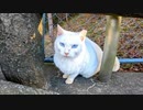 最初は逃げようとしたけどやっぱりモフられにきた白猫ちゃん
