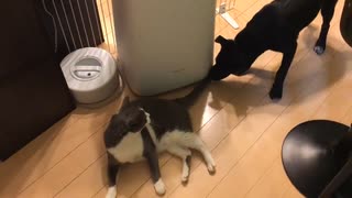 うんざりな猫とかまってほしい子犬