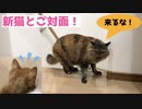 【こわい】猫同士のご対面！