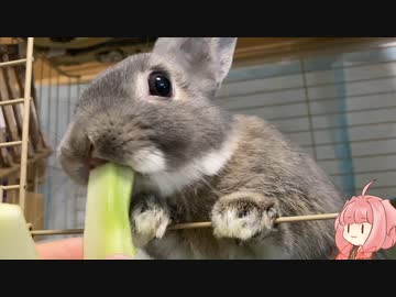 【ウサギ】としのせざつだん【琴葉茜】