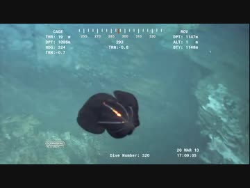 ホモと見る　海底のUMA