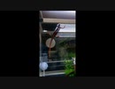 水槽からの脱出を図るイモリくんUC