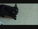 ビビりのネコさんはブラッシングする時だけ甘えてくる