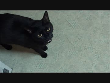 ビビりのネコさんはブラッシングする時だけ甘えてくる