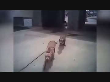 ピットブル VS アメリカンポリス