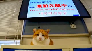 昨日はフェリー欠航、待合室は安定の猫カフェ状態