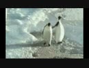 ホモと見る　ペンギンの悪意