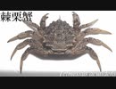 【極貧レシピNo.156】トゲクリガニとその料理