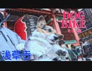 俺の嫁（犬：うこぺん）とバイク（モンキー１２５）に乗って浅草寺に行くのです。