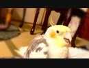 一度怒ってから寝るオカメインコ