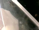 きせいしゅ