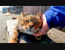 ベンチに猫が座っていたので隣に座って撫でるとゴロゴロ言ってカワイイ