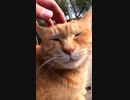 猫達のお気に入り場所#Shorts【野良猫】【感動猫】